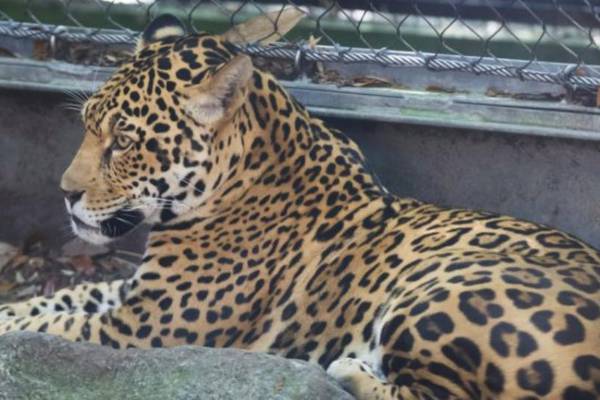 Jaguar kills eight animals after escaping from zoo enclosure