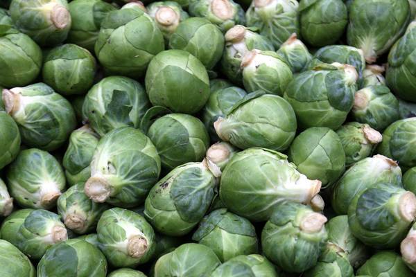 Green-dyed Monster: An Irishman’s Diary on the tyranny of Brussels sprouts