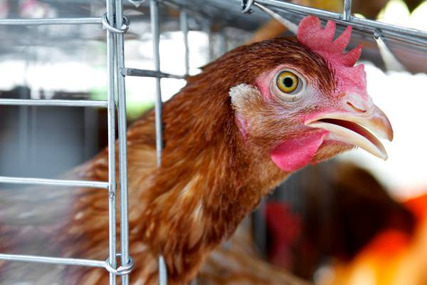 Bird flu alert: Farmers may be ordered to bring flocks indoors