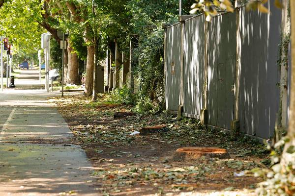 More than 20 trees felled on Griffith Avenue deemed ‘public safety hazard’