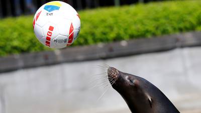 Watson the sea-lion makes first Euro 2016 prediction