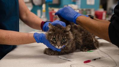 Coronavirus: Two New York cats become first US pets to test positive