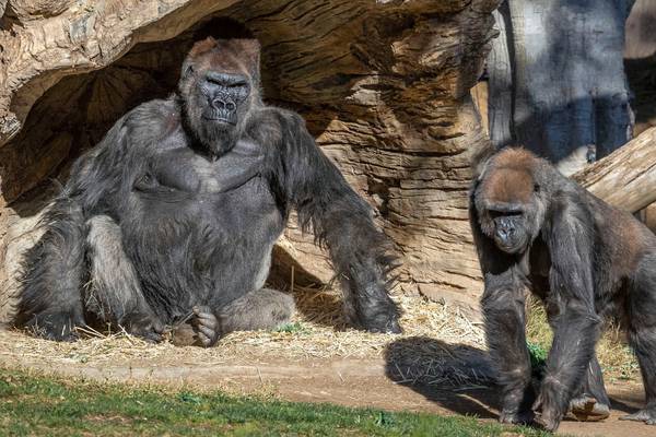 Gorillas test positive for coronavirus at zoo in San Diego