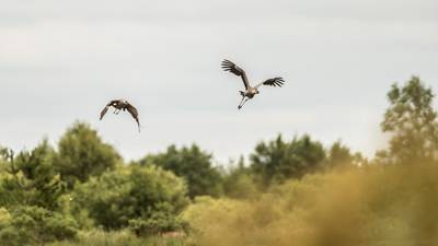 Common crane chicks born in Ireland for first time in 300 years