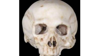 Skull picked up in  German antique shop crafted by Leonardo da Vinci