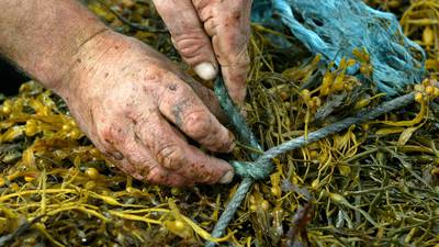 Canadian-owned seaweed firm to resubmit applications for licence