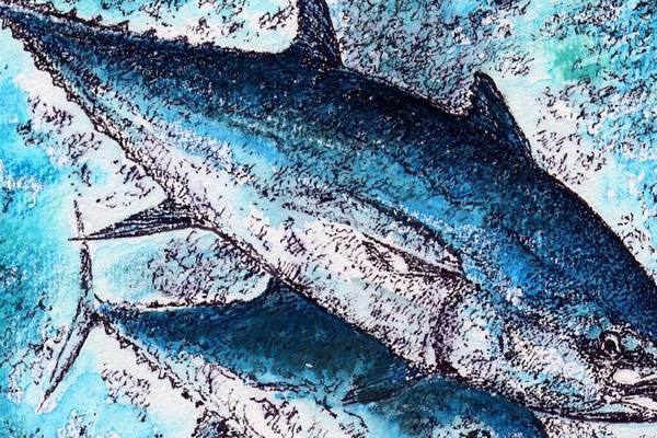 Catch a bluefin tuna and help conserve the species
