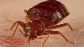 Give Me a Crash Course in . . . Parisian bed bugs