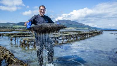 Oyster season in full swing at the Sea Louth Seafood Trail