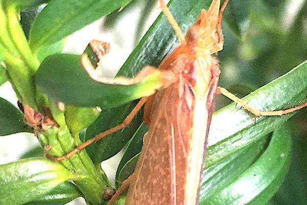 What’s this insect I spotted in the front garden? Readers’ nature queries