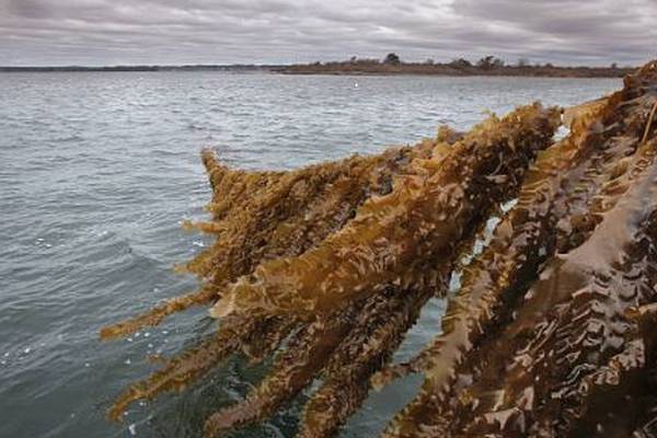 Single advert notified public of application to harvest kelp - claim