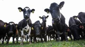 Northern Ireland dairies anxious over trade mark