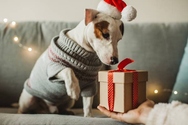Lucky pup: How to dress up your dog this Christmas