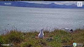 New Zealand albatross faceplants its way to internet stardom