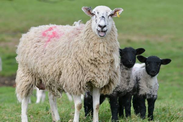 Sheep and lambs trapped on island cliff for six weeks