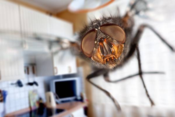 Houseflies doing what was long suspected – spreading disease