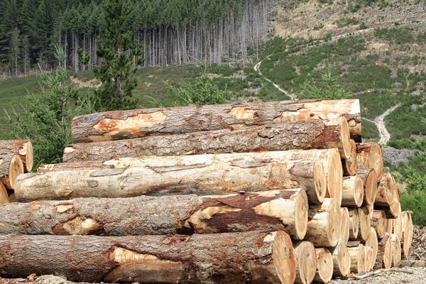 Firms combine to run online auctions for private forestry sector
