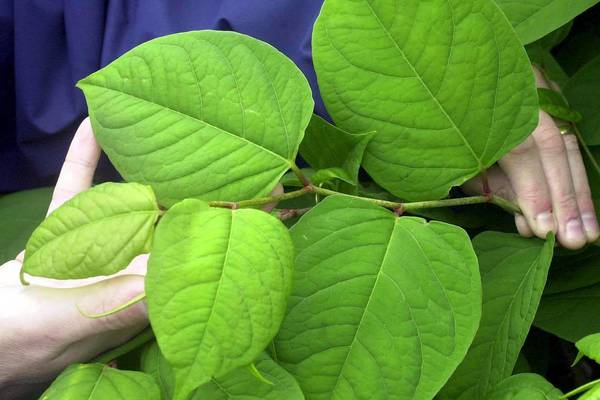 Rampant Japanese knotweed undermining house values and a hidden cost to buyers