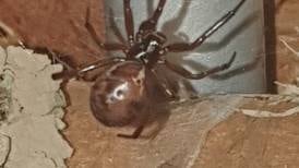 Can you identify this scary looking arachnid? 