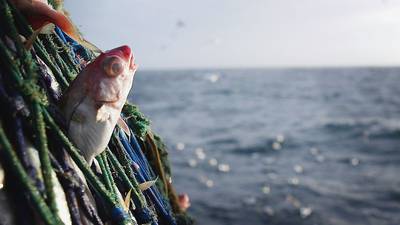 New, higher fish quotas for Ireland welcomed by fishermen