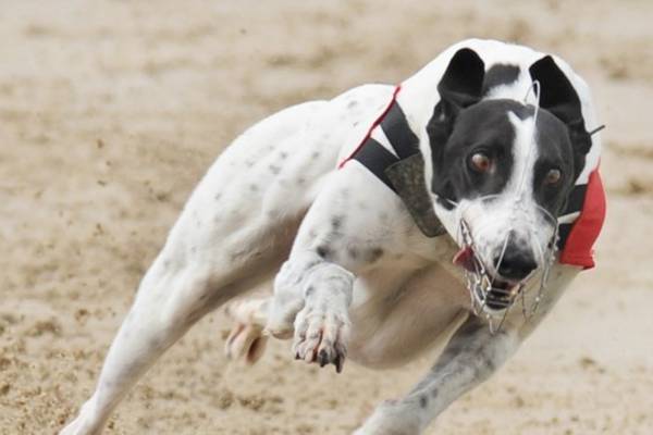 ‘Canine Shergar’ favourite to win world’s biggest greyhound race
