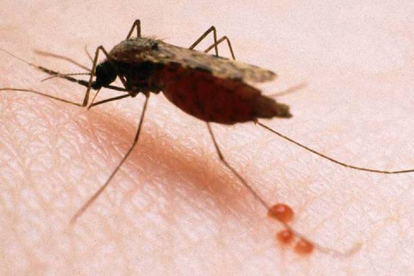 Spike in malaria due to climate change, Ugandan government says