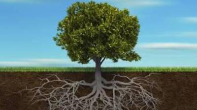 Irish Roots: Free-range, grass-fed Irish genealogy