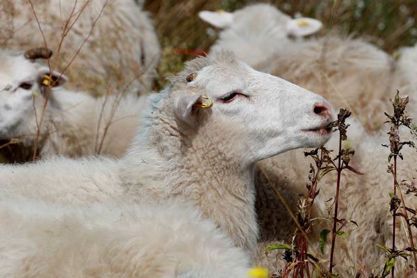 Over 140 sheep ‘burned alive’ after Co Donegal shed catches fire