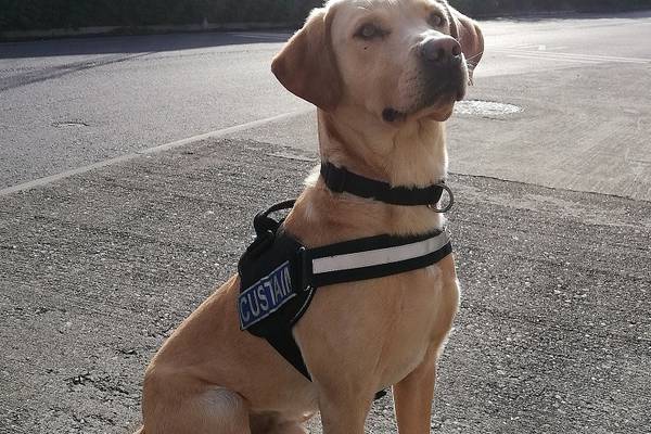 Revenue dog sniffs out cannabis labelled as Star Wars Lego