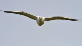 New EU fishing rules 'may be drawing seagulls inland'