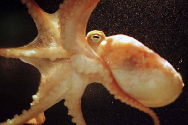 The clever enigmatic octopus and what we know about the species so far