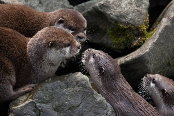 Man ‘thought he was going to die’ during otter attack in Singapore