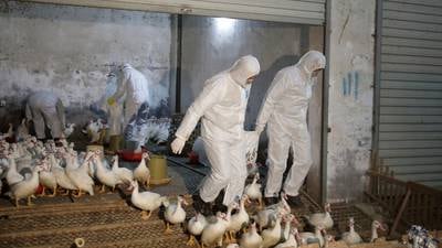 First North American bird flu death reported in Canada