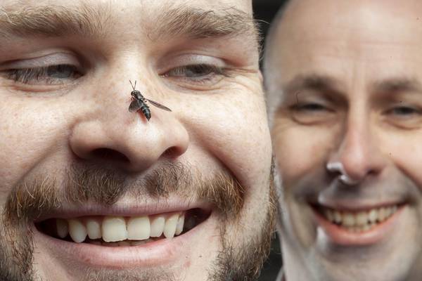 Irish start-up Hexafly looks to go global with insect farming