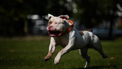 Limerick dog attack: What is an XL bully and how dangerous are they?