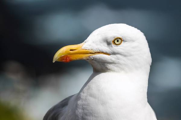 How the invasion of the seagulls in Ireland is all our own fault