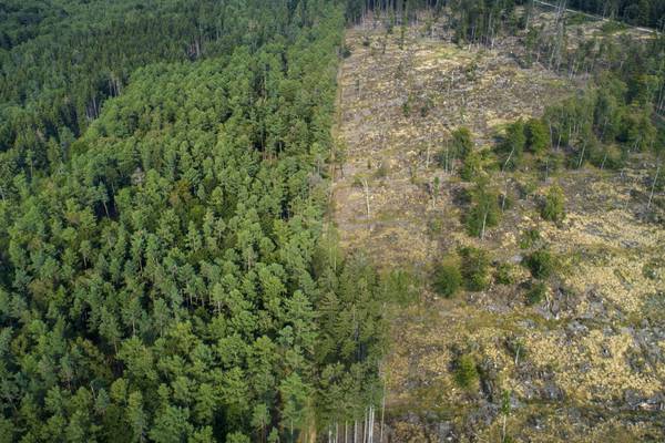Sharp increase in destruction of world’s forests last year