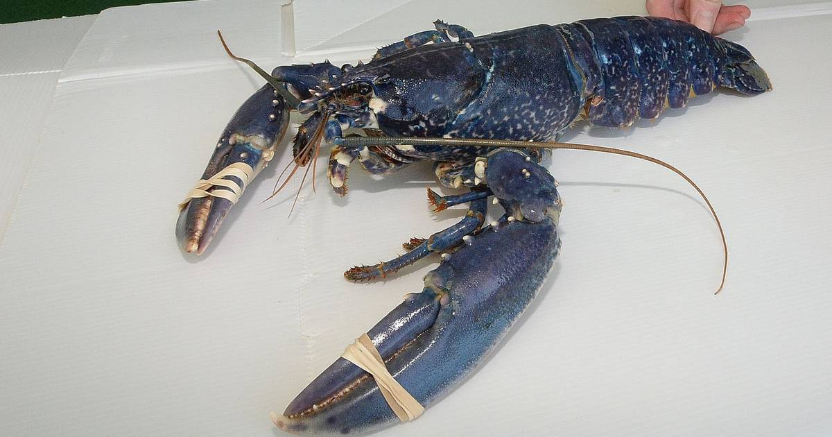 Rare blue lobster caught off Wicklow coast – The Irish Times