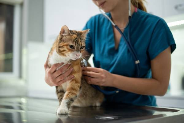 ‘I really wanted to proceed from nursing to veterinary medicine’