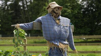 Dig In: The draw of straw at a scarecrow show