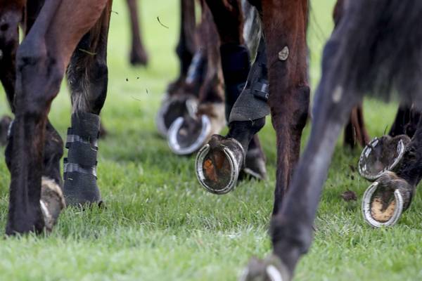 Trainer Rothwell fined over altering date of vaccination on horse passport