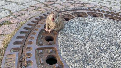 Fat rat stuck in manhole rescued by firefighters in Germany