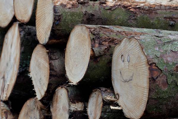 John FitzGerald: Forestry and timber houses are the way forward