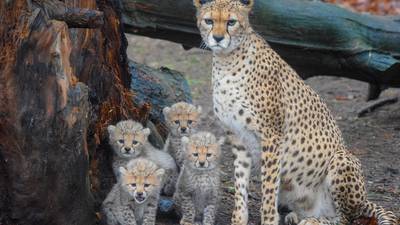 Fota Wildlife Park unveils competition to name cheetah cubs