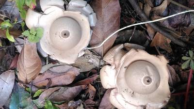 What is this strange fungus in my garden? Readers’s nature queries