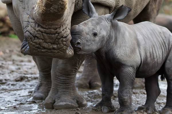 Dublin Zoo welcomes white rhino calf