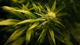 Four charged over €600,000 cannabis growhouse