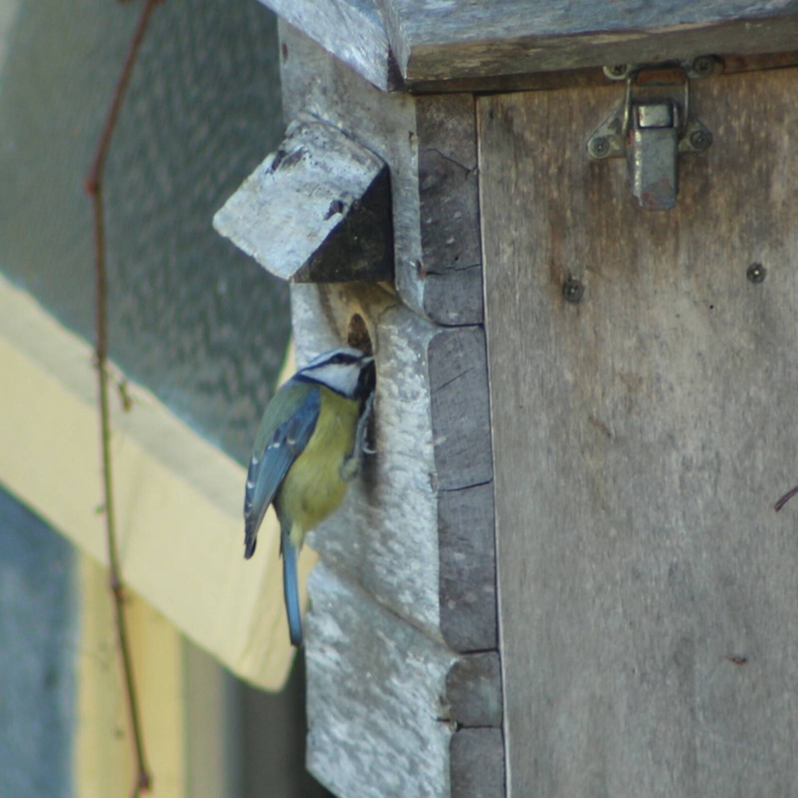 Tit Nest Box Sloping Roof