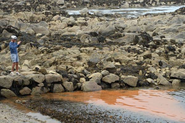 Algal bloom the cause of Sandycove ‘orange slick’, tests show