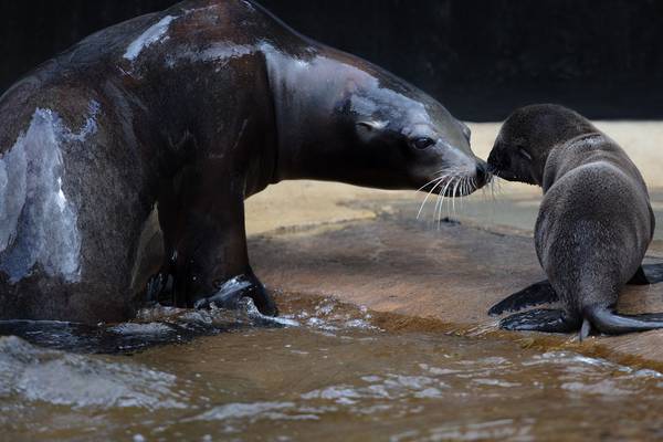 Dublin Zoo welcomes birth of three sea lion pups
